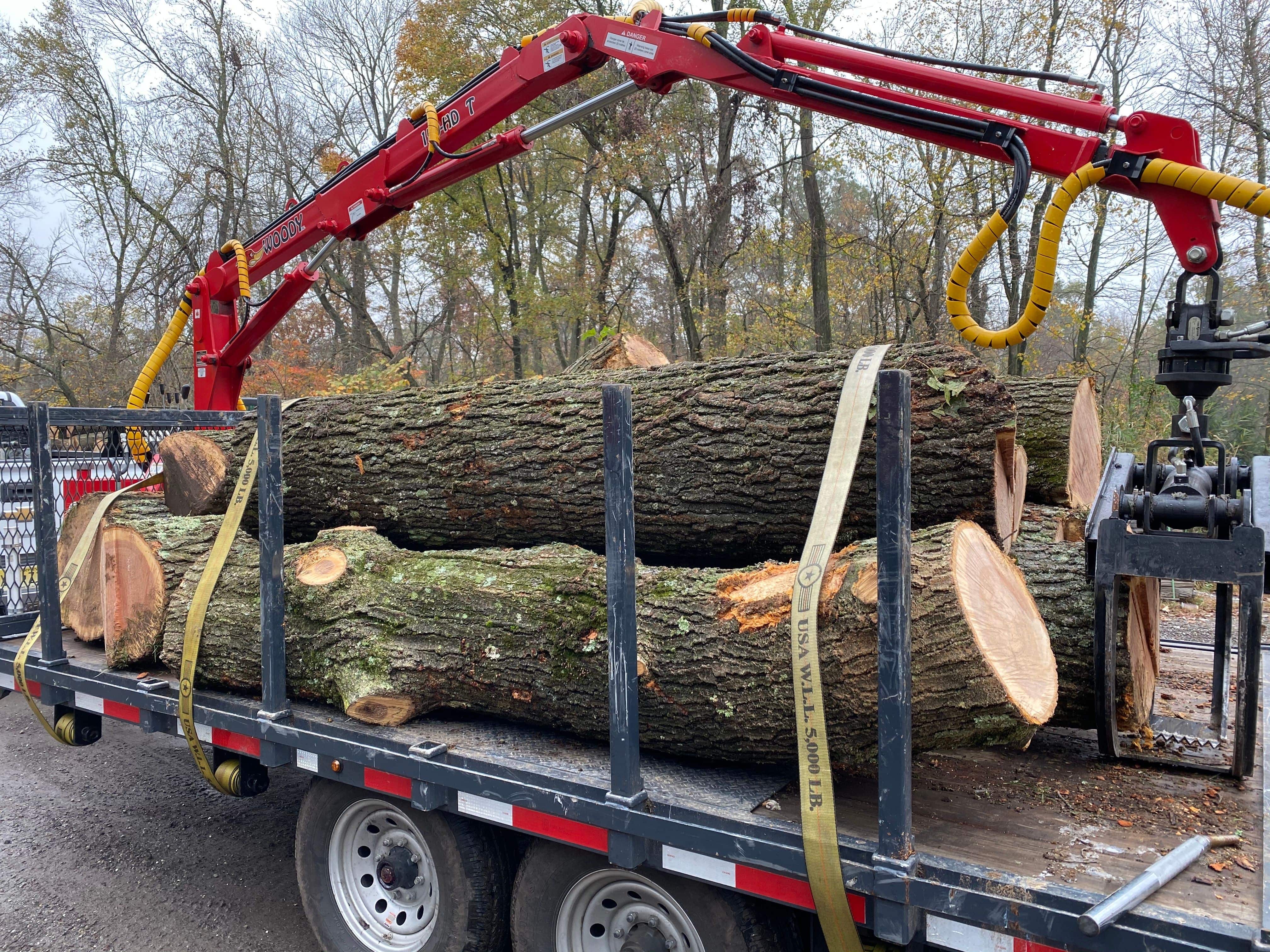 A Tree on a Flatbed Truck