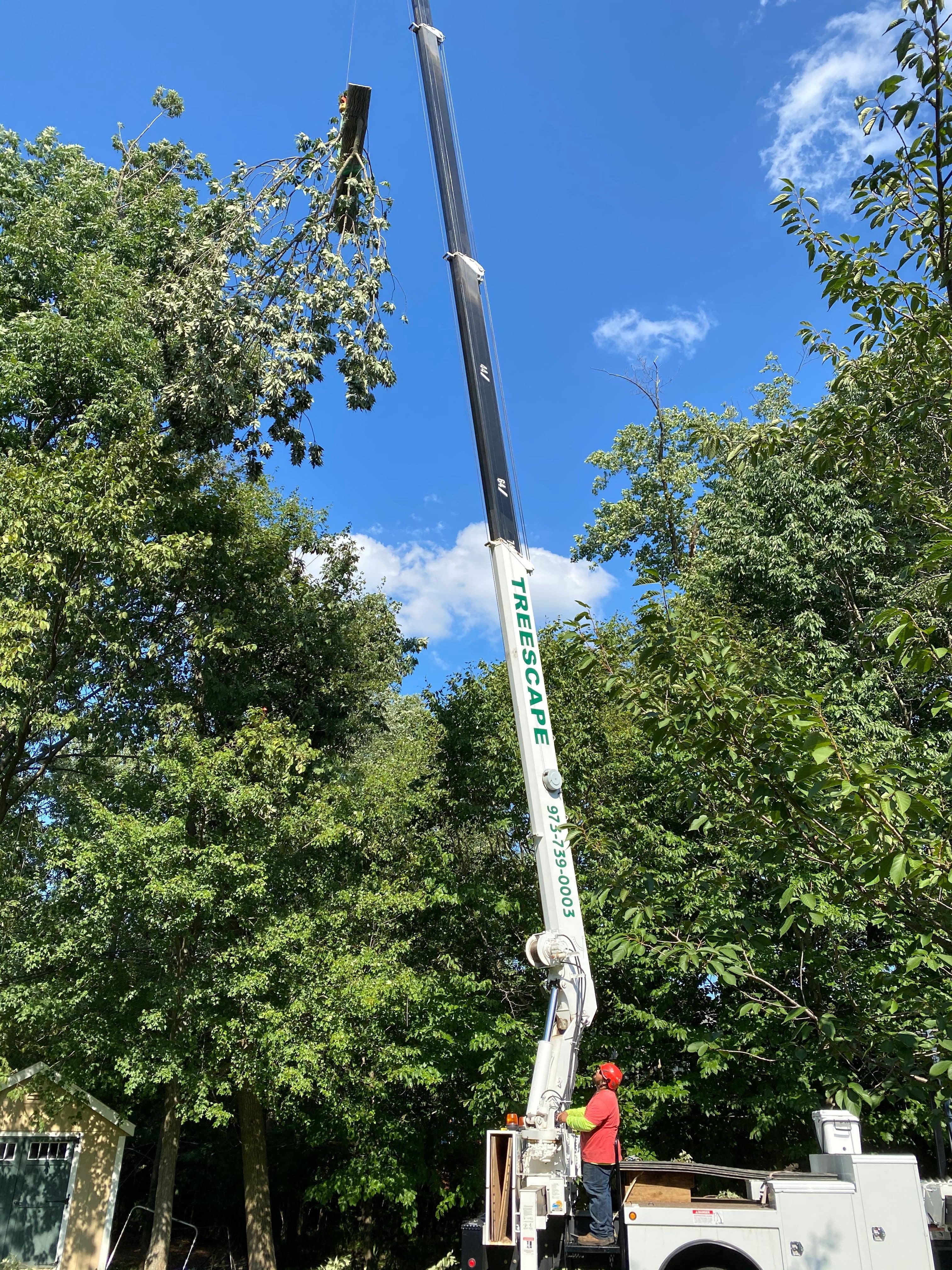 Man Operating Tree Removal Crane